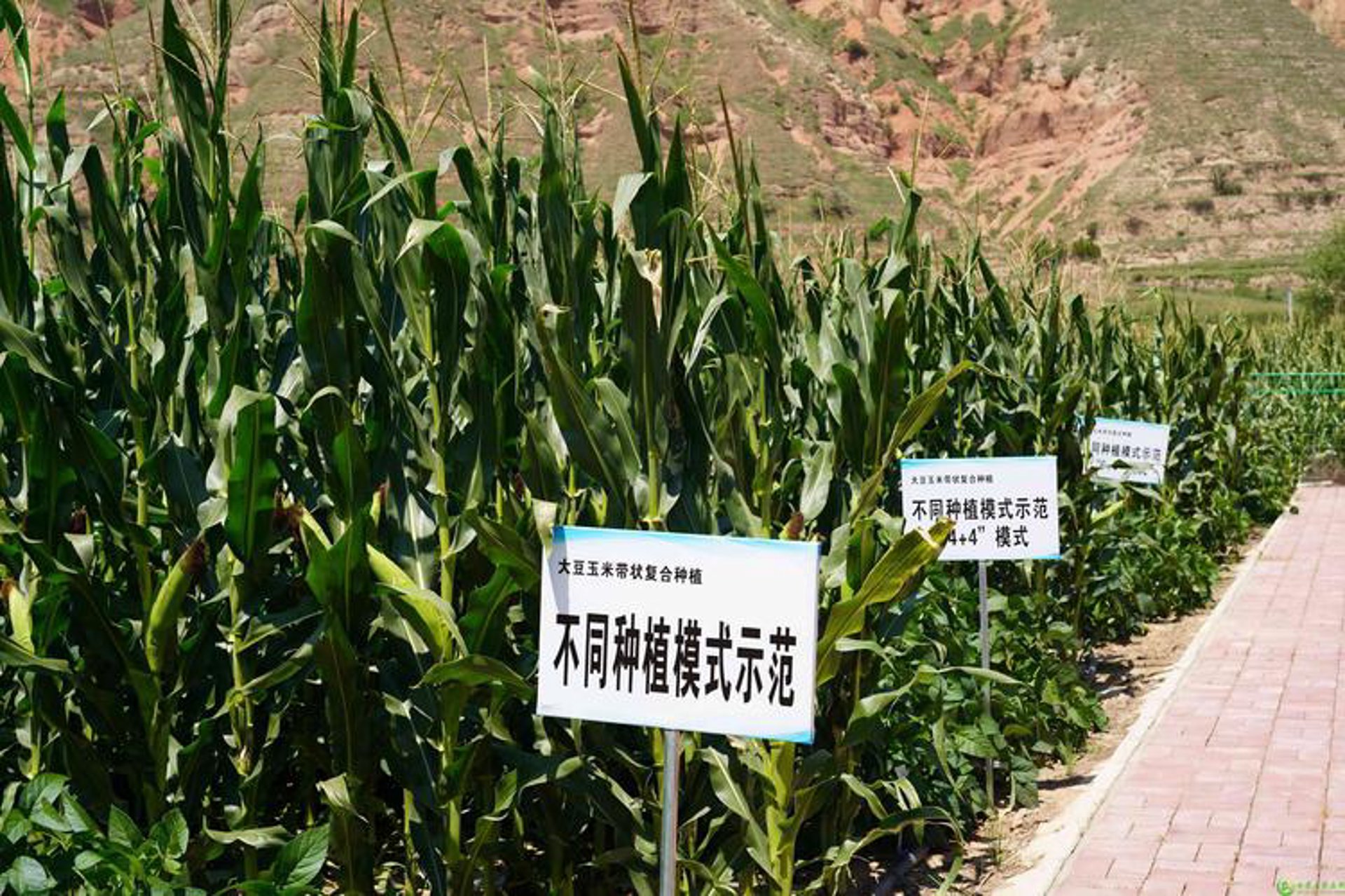 糯沟网络科技